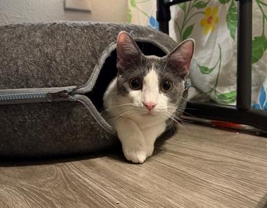 Penelope (Bonded to Pixel Bug), a ADOPTABLE Domestic Short Hair in Fort Worth, TX image 2/4