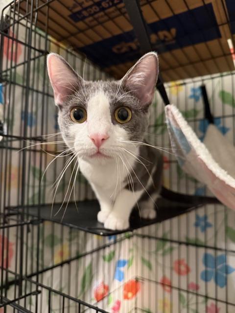 Penelope (Bonded to Pixel Bug), a ADOPTABLE Domestic Short Hair in Fort Worth, TX image 4/4
