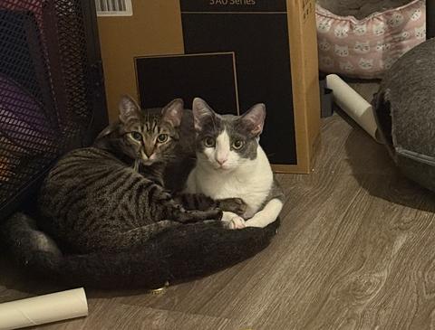 Penelope (Bonded to Pixel Bug), a ADOPTABLE Domestic Short Hair in Fort Worth, TX image 3/4