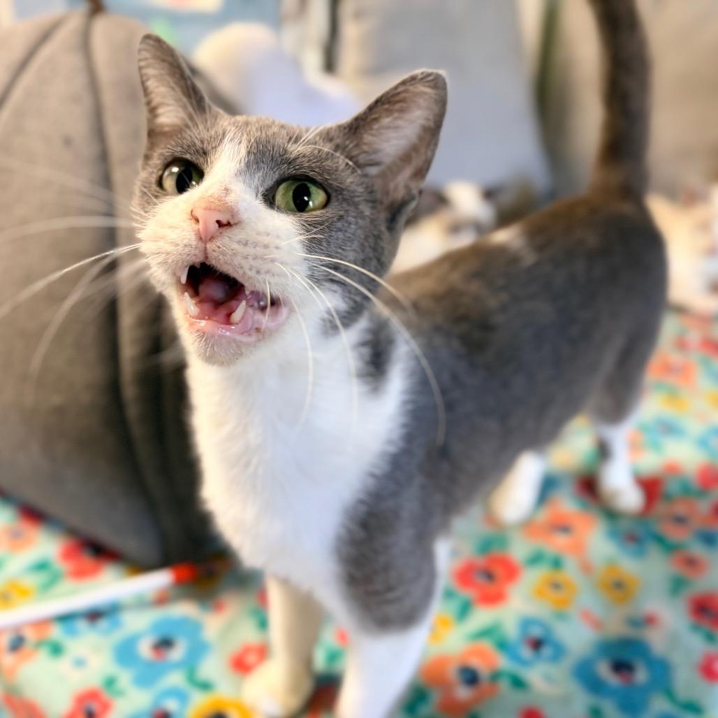 Sundae, Adoptable, Adult Female American Shorthair.