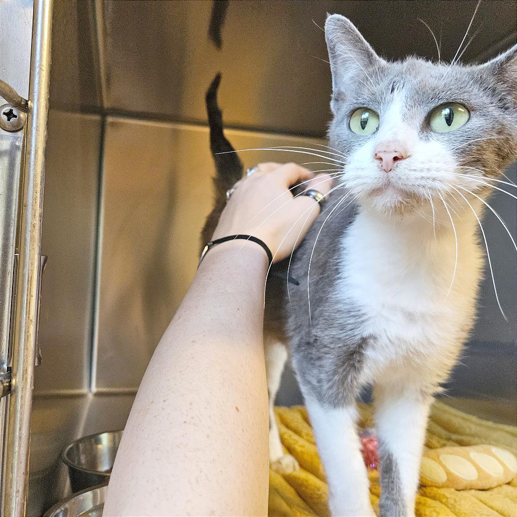 Enlarge Sundae, a Adoptable American Shorthair in Clarksville, AR image 2/6