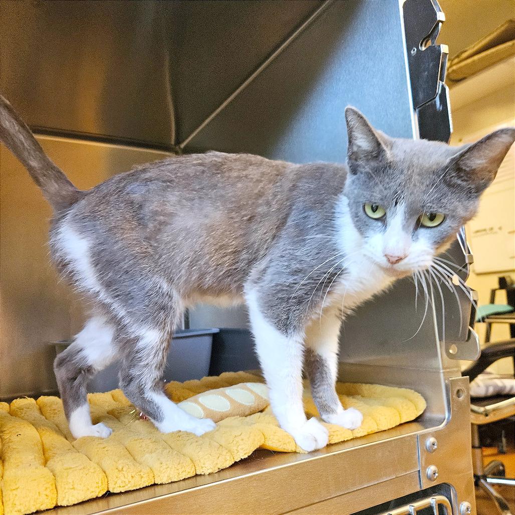 Enlarge Sundae, a Adoptable American Shorthair in Clarksville, AR image 3/6