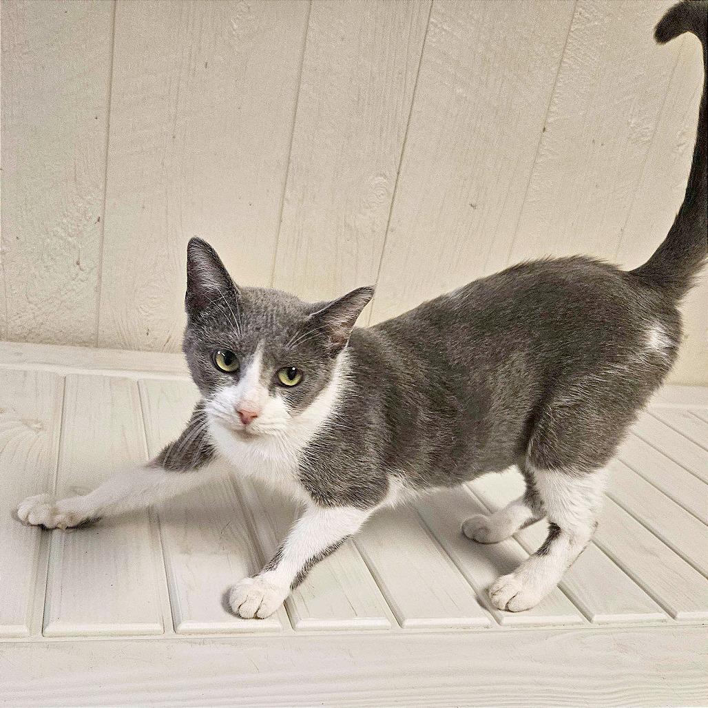 Enlarge Sundae, a Adoptable American Shorthair in Clarksville, AR image 4/6