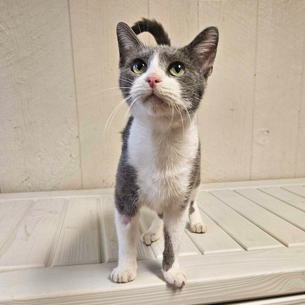 Enlarge Sundae, a Adoptable American Shorthair in Clarksville, AR image 5/6