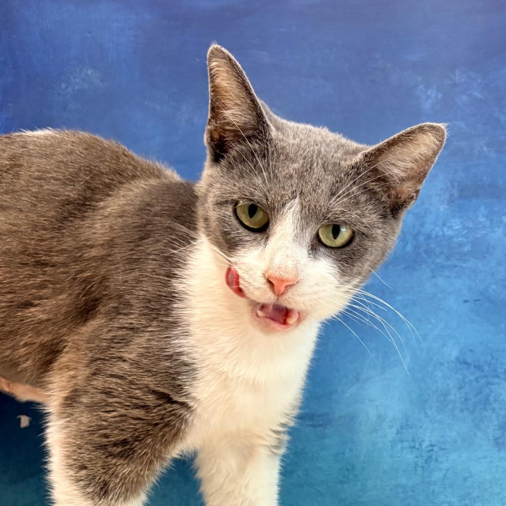 Enlarge Sundae, a Adoptable American Shorthair in Clarksville, AR image 6/6