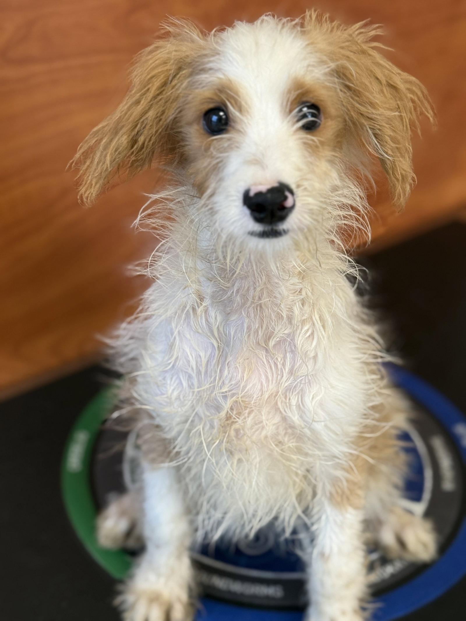 Donner, Adopted, Young Male Mixed Breed.