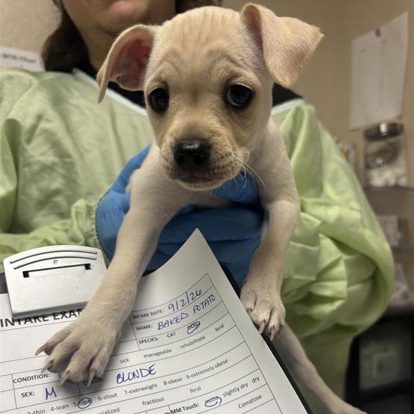 Baked Potato, Adoptable, Puppy Male Chihuahua.