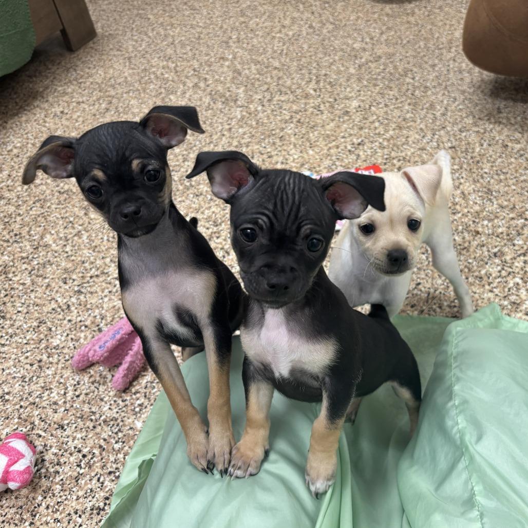 Enlarge Baked Potato, a Adoptable Chihuahua in Tempe, AZ image 2/4