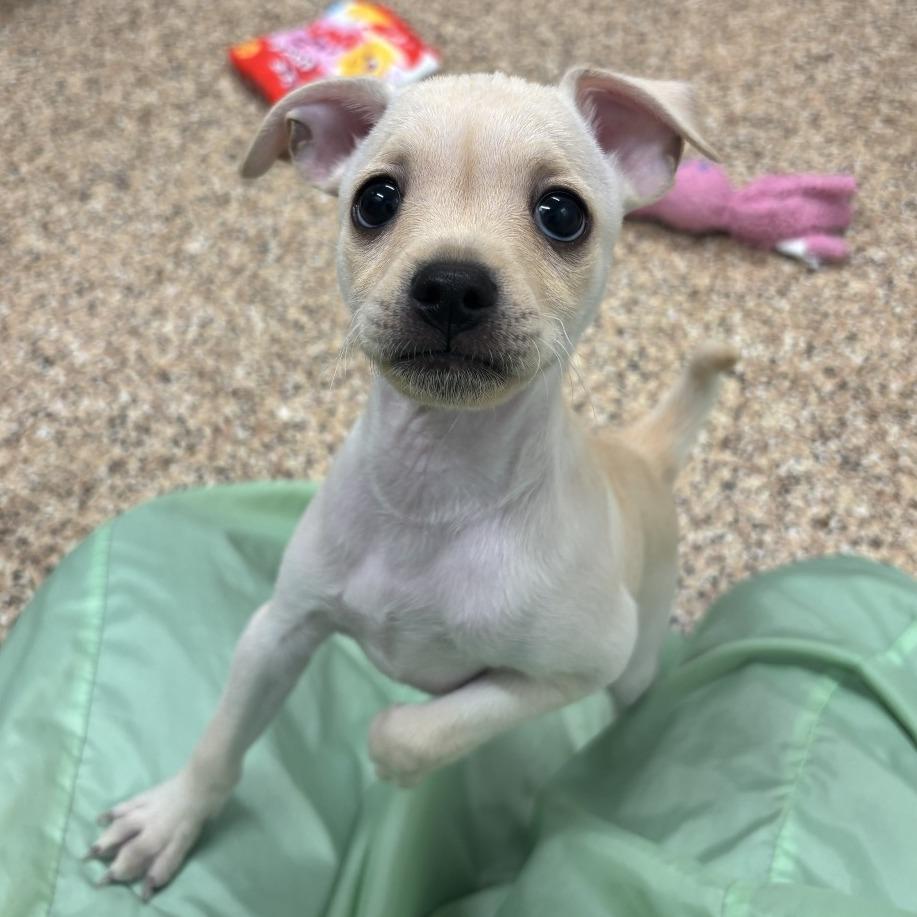 Enlarge Baked Potato, a Adoptable Chihuahua in Tempe, AZ image 3/4