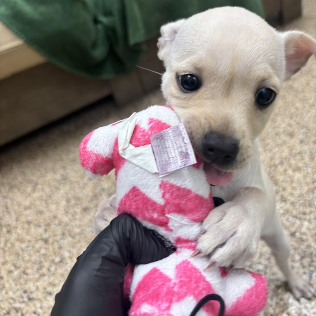 Enlarge Baked Potato, a Adoptable Chihuahua in Tempe, AZ image 4/4