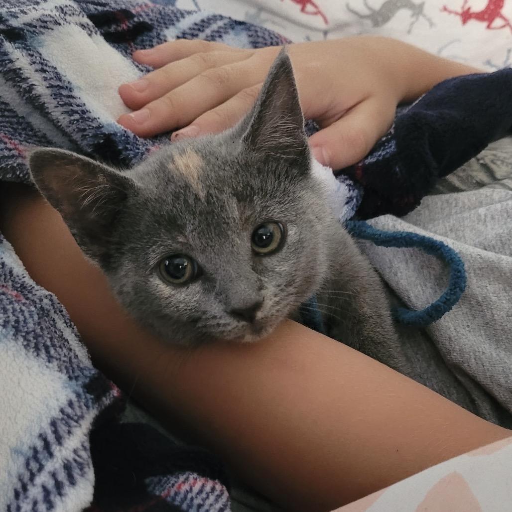 Lakeview Spot, Adoptable, Kitten Female American Shorthair.