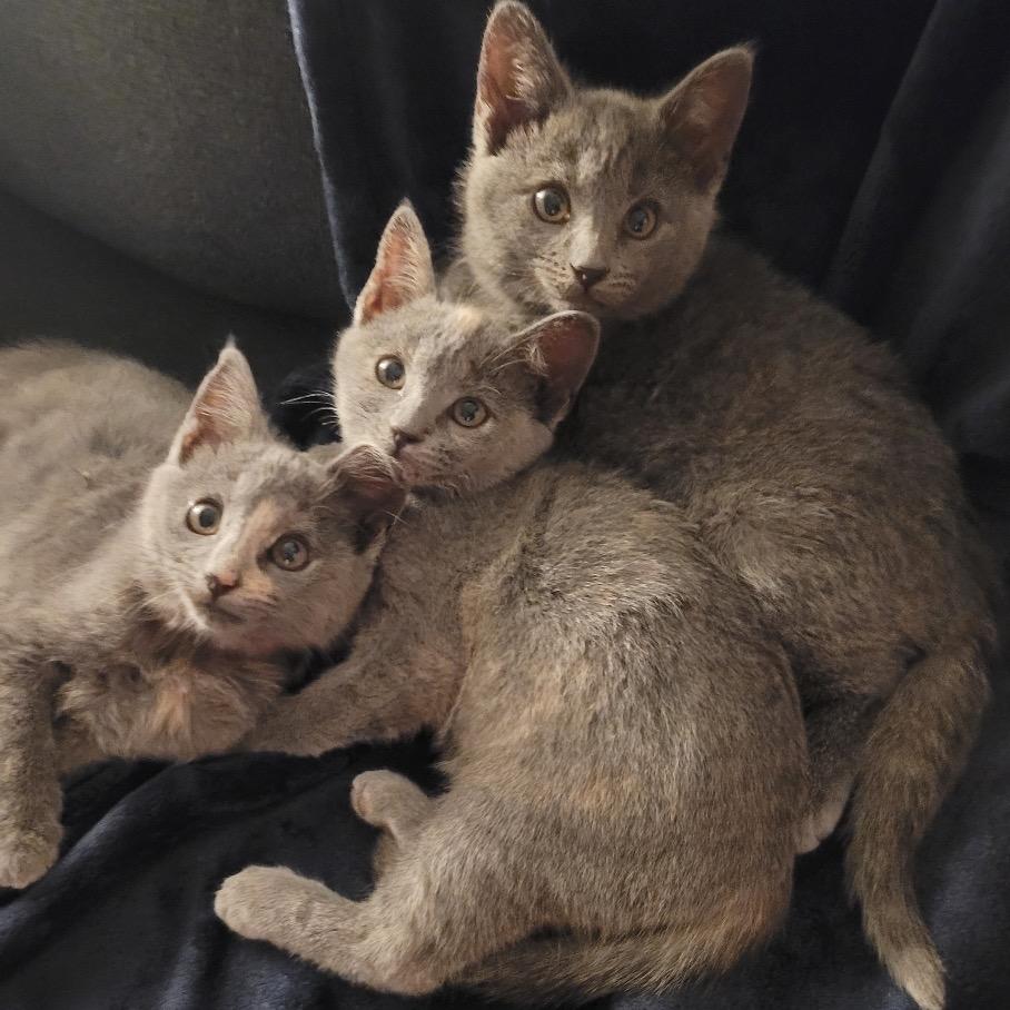 Enlarge Lakeview Spot, a Adoptable mixed breed in Milton, FL image 2/6