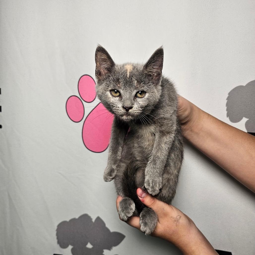 Enlarge Lakeview Spot, a Adoptable mixed breed in Milton, FL image 3/6