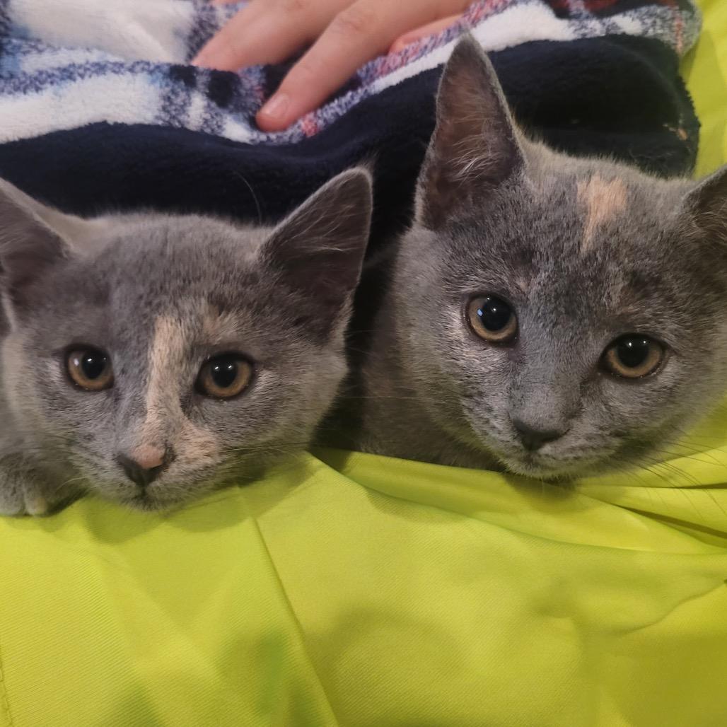 Enlarge Lakeview Spot, a Adoptable mixed breed in Milton, FL image 5/6