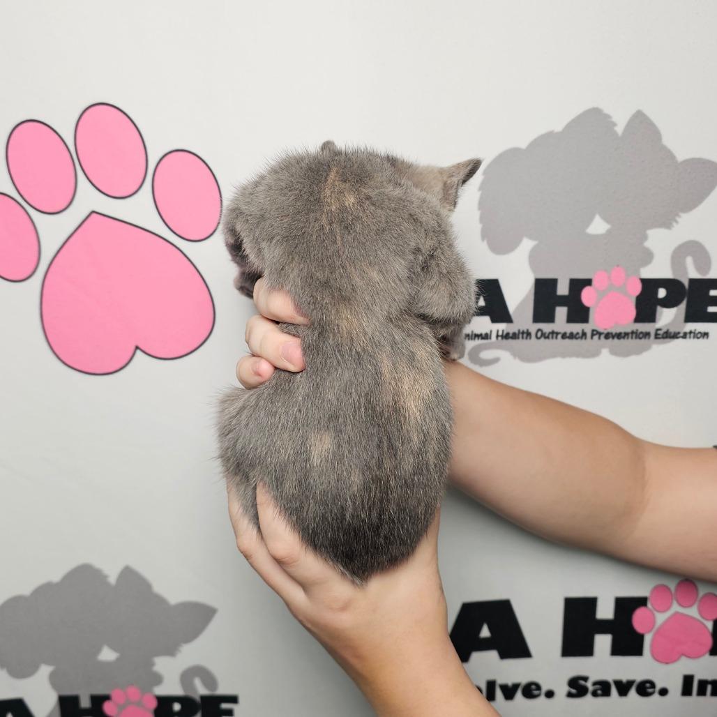 Enlarge Lakeview Spot, a Adoptable mixed breed in Milton, FL image 6/6