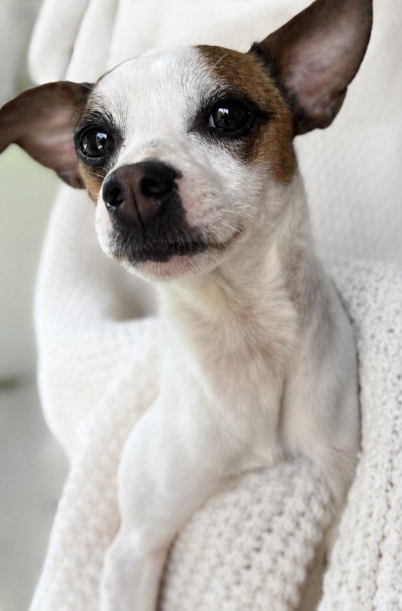 Cookie, Adoptable, Young Female Chihuahua & Terrier.