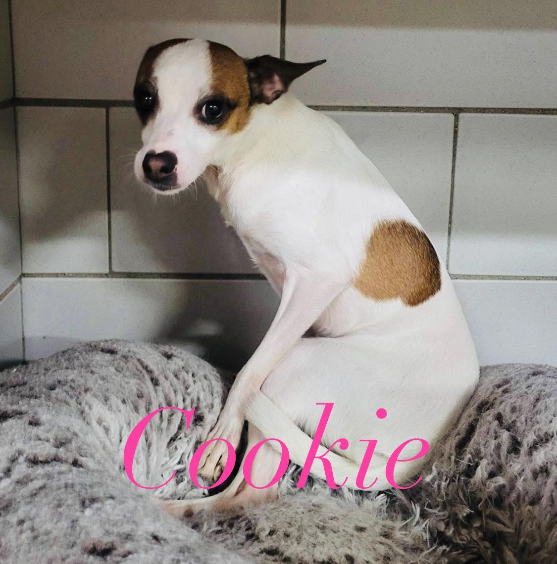 Cookie, a Adoptable mixed breed in Nashville, TN image 2/3