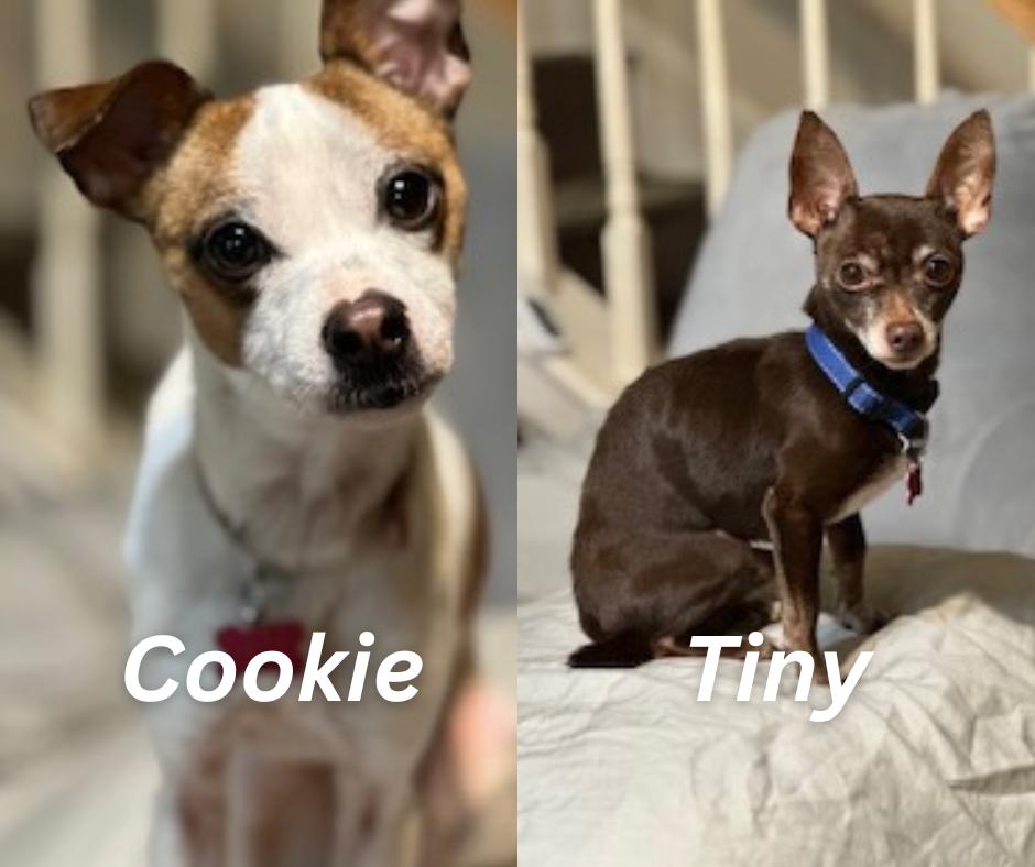 Cookie, a Adoptable mixed breed in Nashville, TN image 3/3