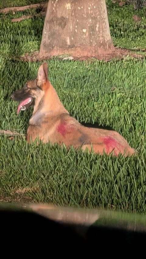 Crayola - Located in Florida, Adopted, Young Female Belgian Shepherd / Sheepdog.