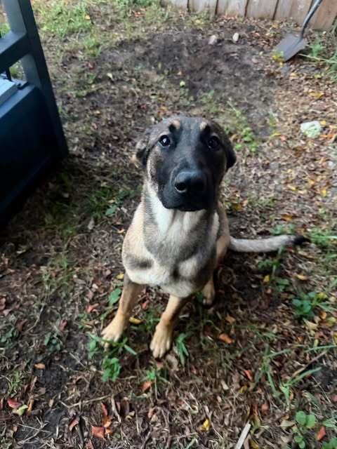 Enlarge Crayola - Located in Florida, a Adopted Belgian Shepherd / Sheepdog in Imlay City, MI image 2/4