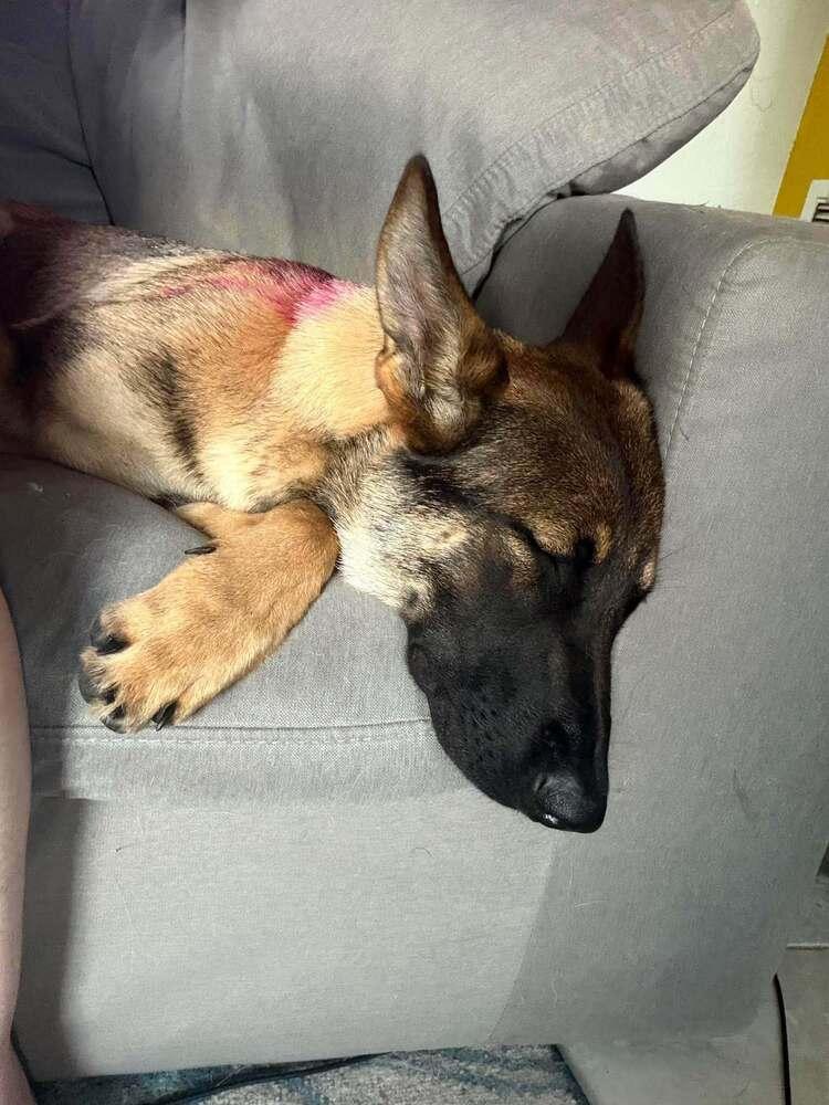 Enlarge Crayola - Located in Florida, a Adopted Belgian Shepherd / Sheepdog in Imlay City, MI image 3/4