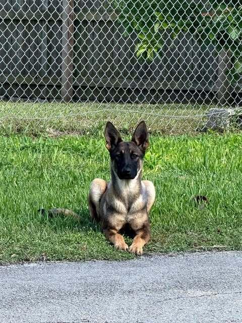 Enlarge Crayola - Located in Florida, a Adopted Belgian Shepherd / Sheepdog in Imlay City, MI image 4/4