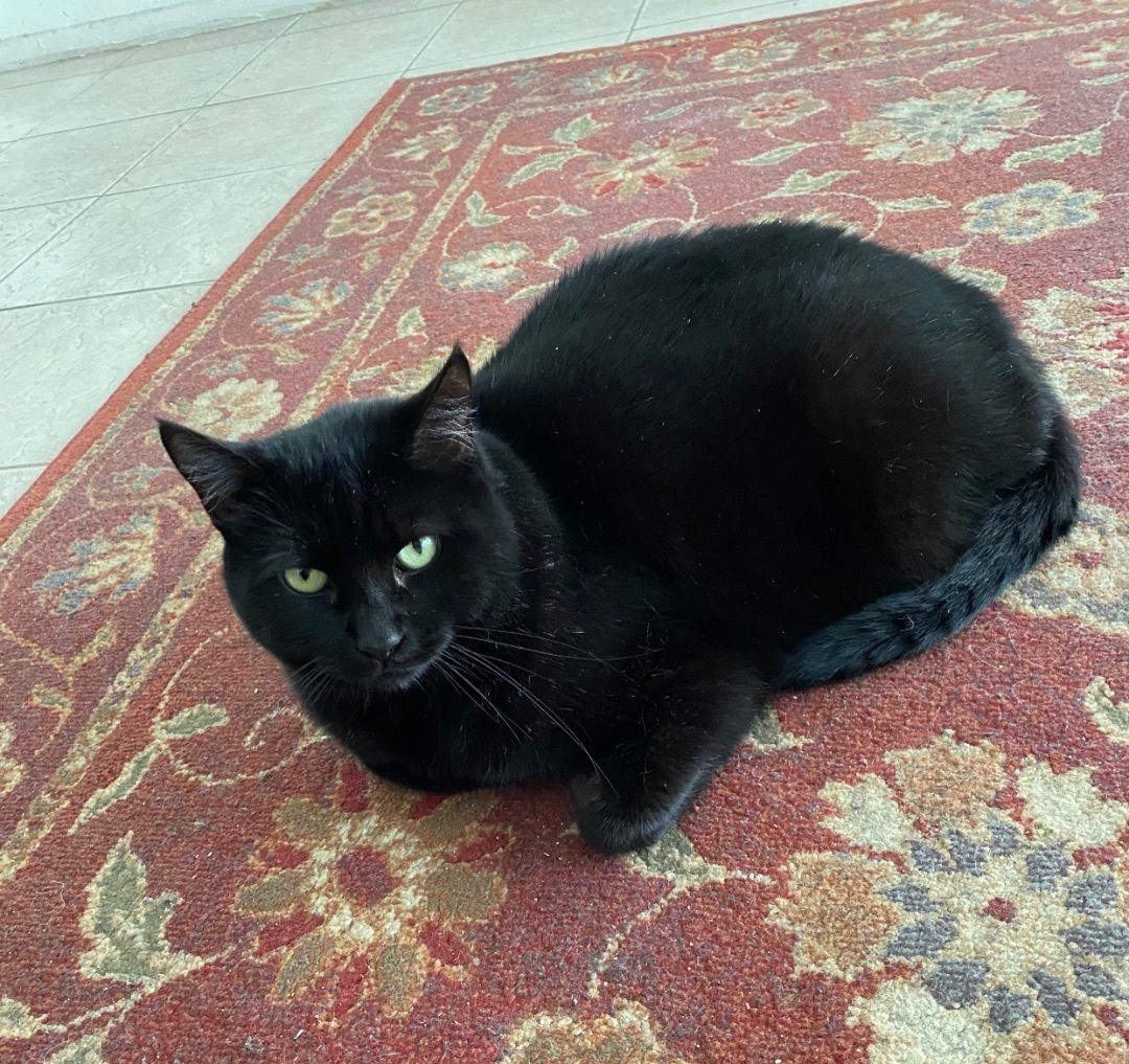 Shiloh, Senior Female unknown