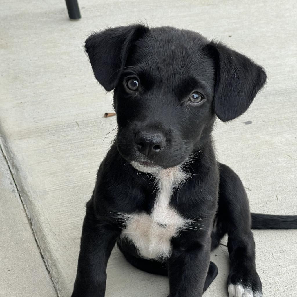 Enlarge McGee, a Adoptable Mixed Breed in Winston-Salem, NC image 1/6