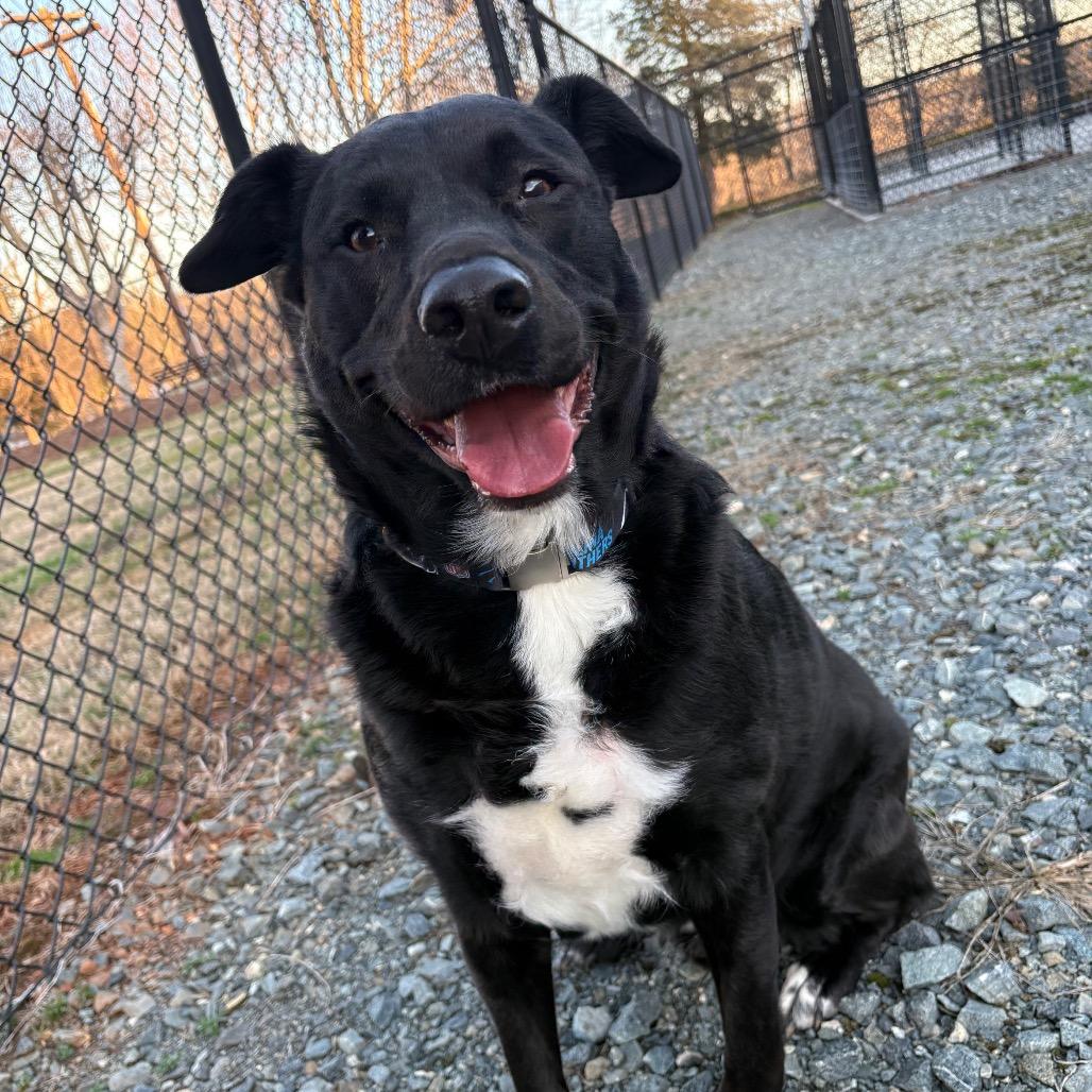 Enlarge McGee, a Adoptable Mixed Breed in Winston-Salem, NC image 2/6