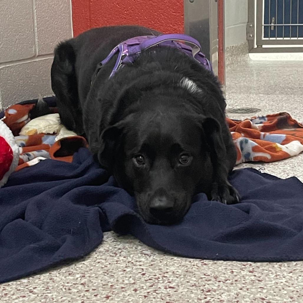 Enlarge McGee, a Adoptable Mixed Breed in Winston-Salem, NC image 3/6