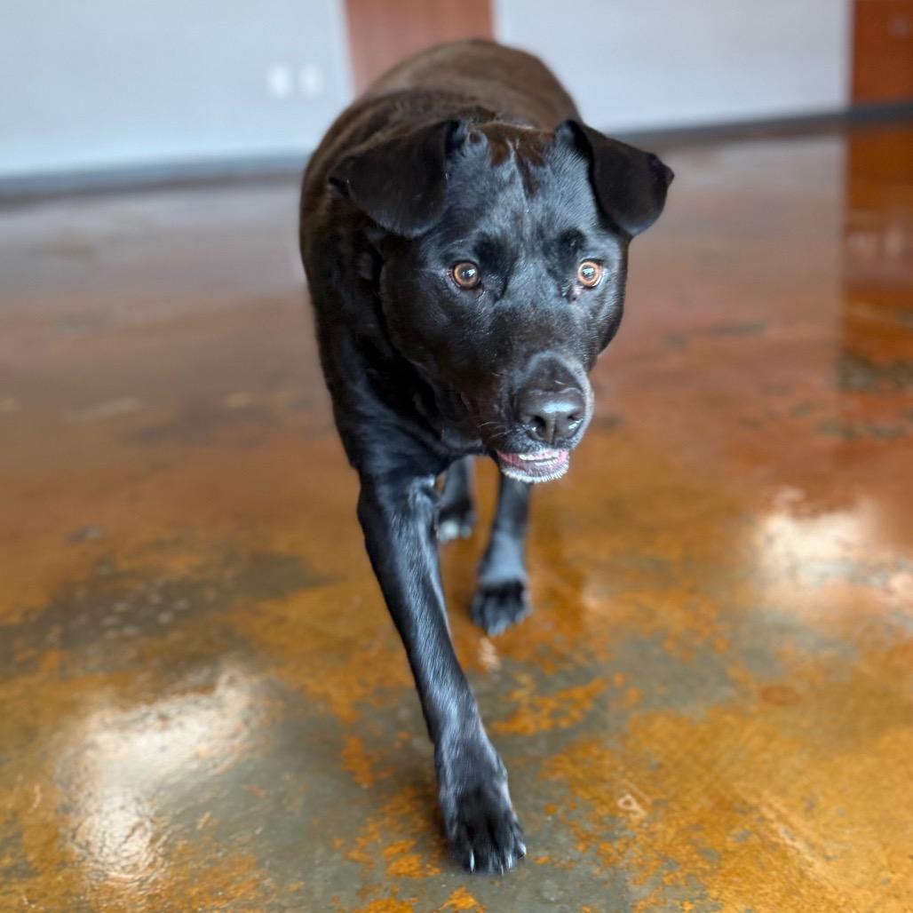 Enlarge McGee, a Adoptable Mixed Breed in Winston-Salem, NC image 4/6