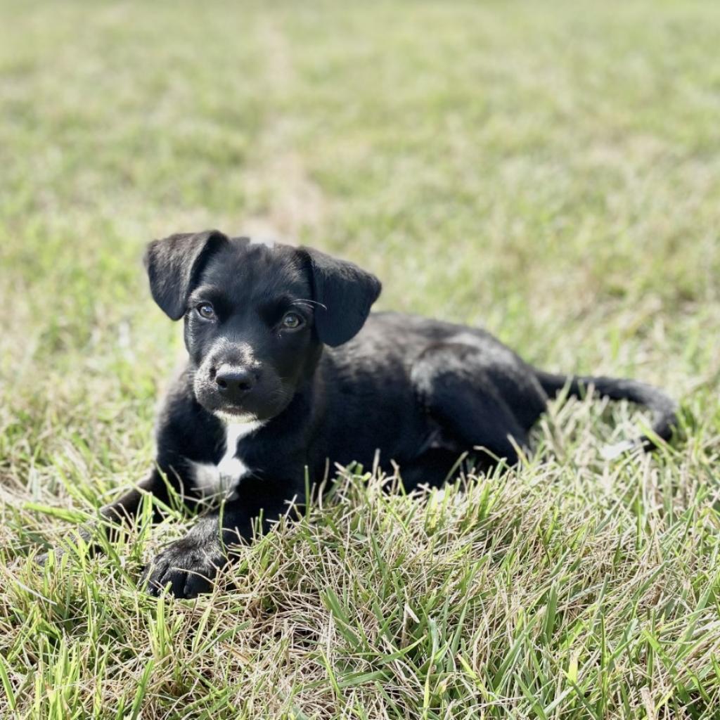 Enlarge McGee, a Adoptable Mixed Breed in Winston-Salem, NC image 5/6