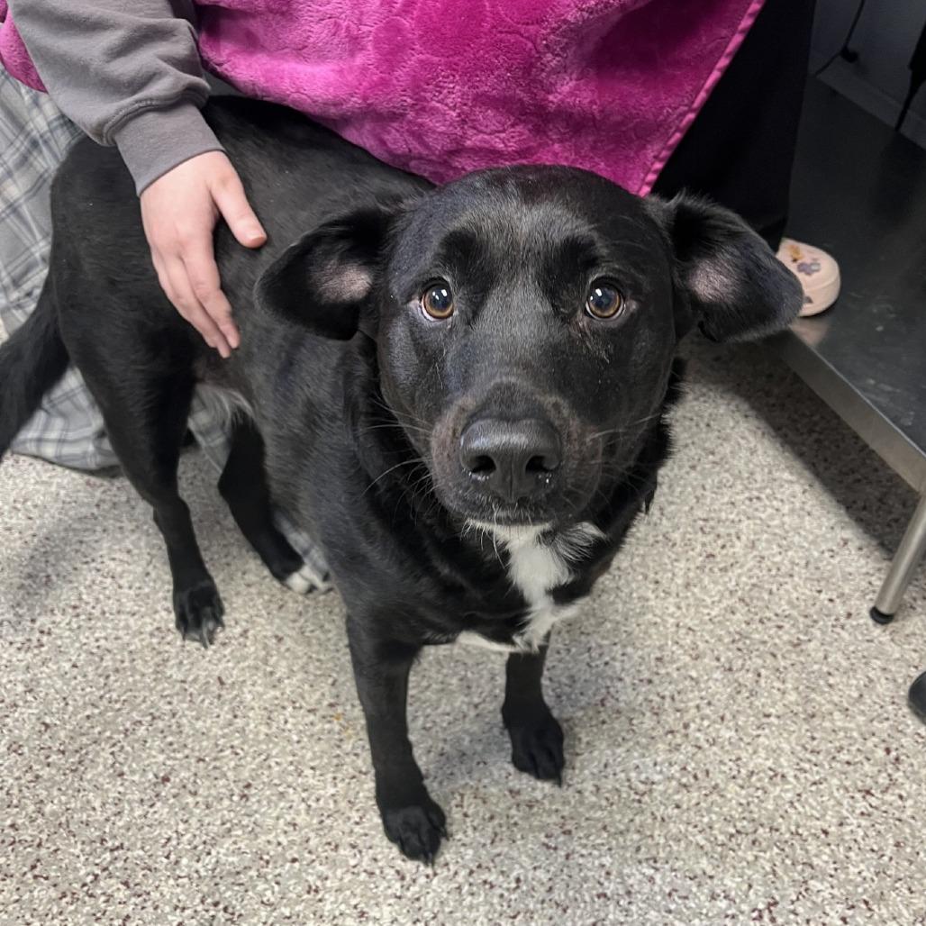 Enlarge McGee, a Adoptable Mixed Breed in Winston-Salem, NC image 6/6