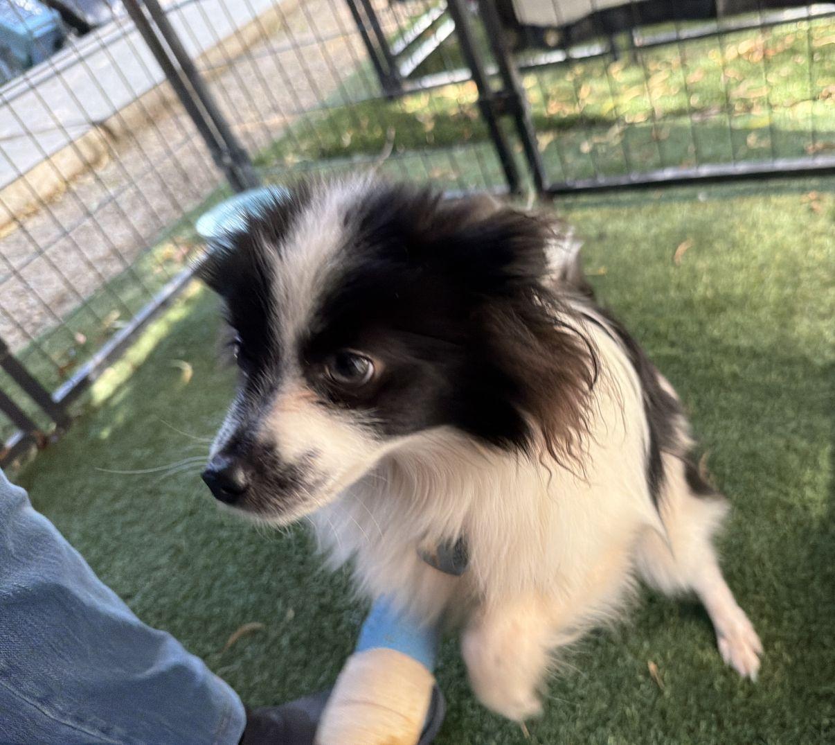 Enlarge Marcel, an adopted Papillon in El Paso, TX image 5/6