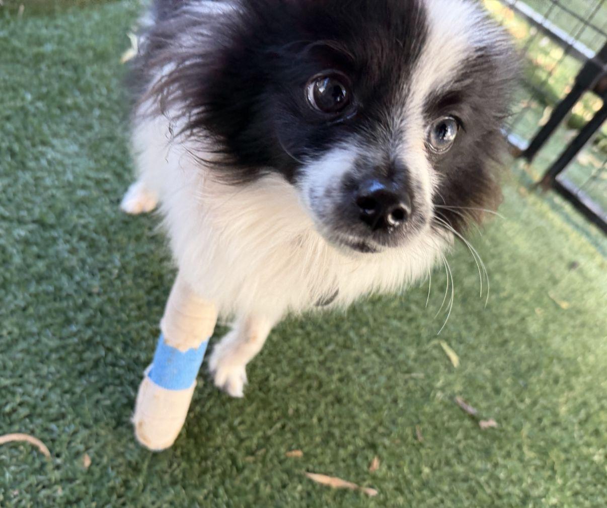 Enlarge Marcel, an adopted Papillon in El Paso, TX image 6/6