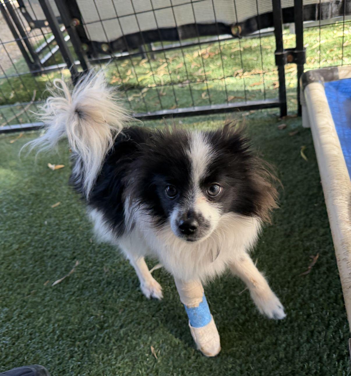 Enlarge Marcel, an adopted Papillon in El Paso, TX image 1/6