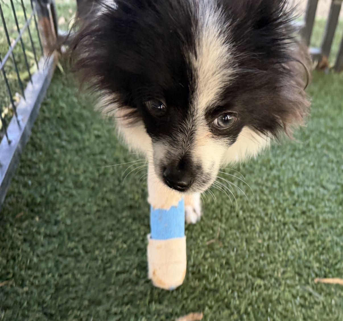 Enlarge Marcel, an adopted Papillon in El Paso, TX image 3/6