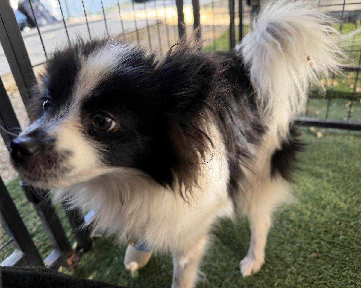 Enlarge Marcel, an adopted Papillon in El Paso, TX image 2/6