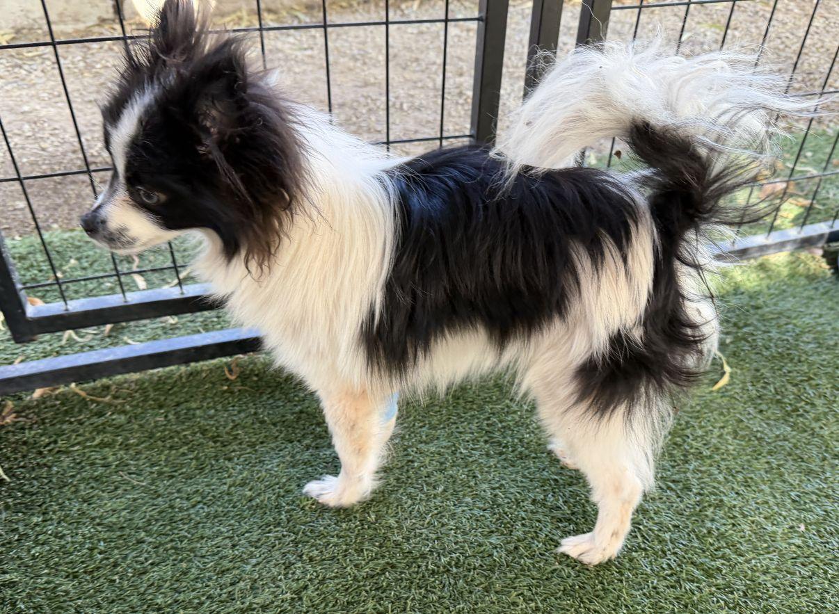 Enlarge Marcel, an adopted Papillon in El Paso, TX image 4/6