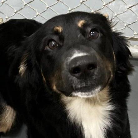 Enlarge CT Mookie, a Adoptable mixed breed in Eastford, CT image 1/6