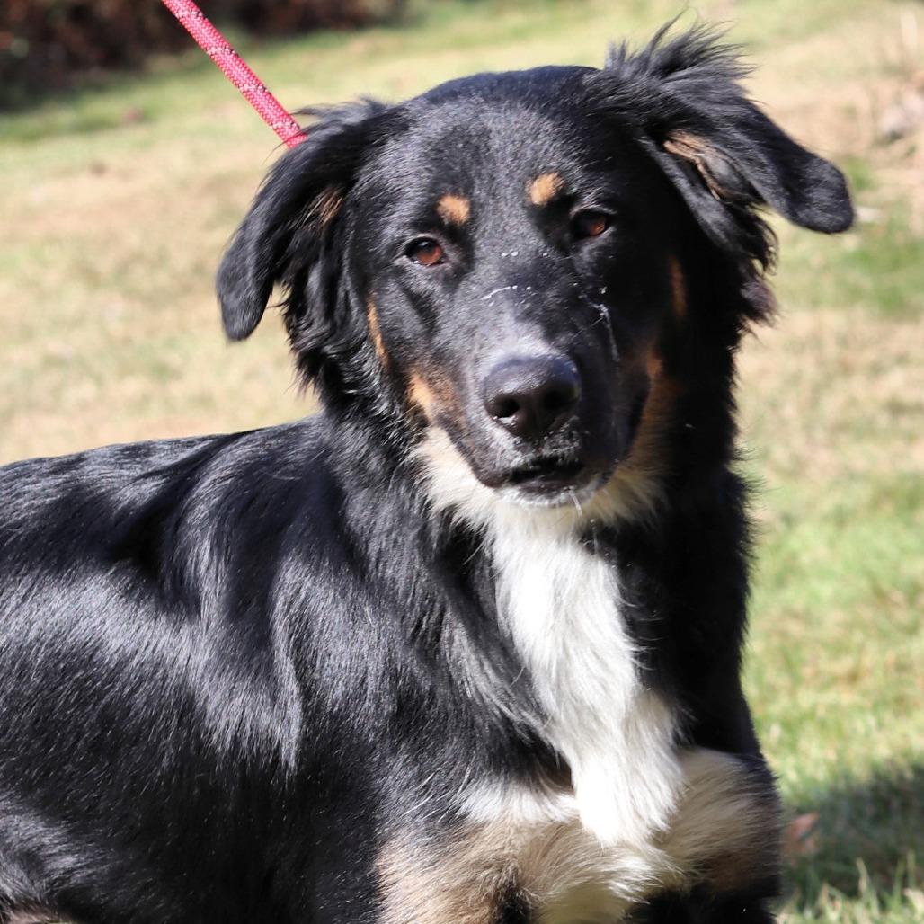 Enlarge CT Mookie, a Adoptable mixed breed in Eastford, CT image 3/6