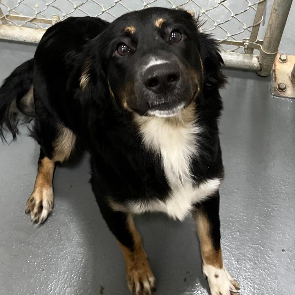 Enlarge CT Mookie, a Adoptable mixed breed in Eastford, CT image 4/6