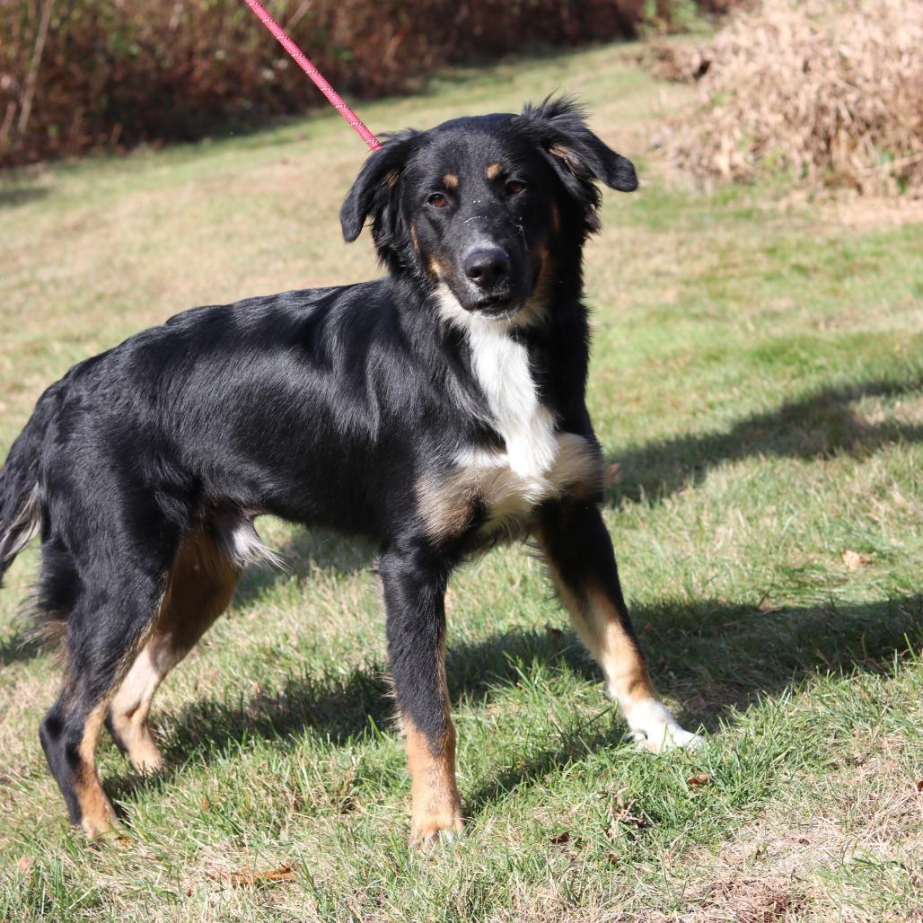 Enlarge CT Mookie, a Adoptable mixed breed in Eastford, CT image 5/6