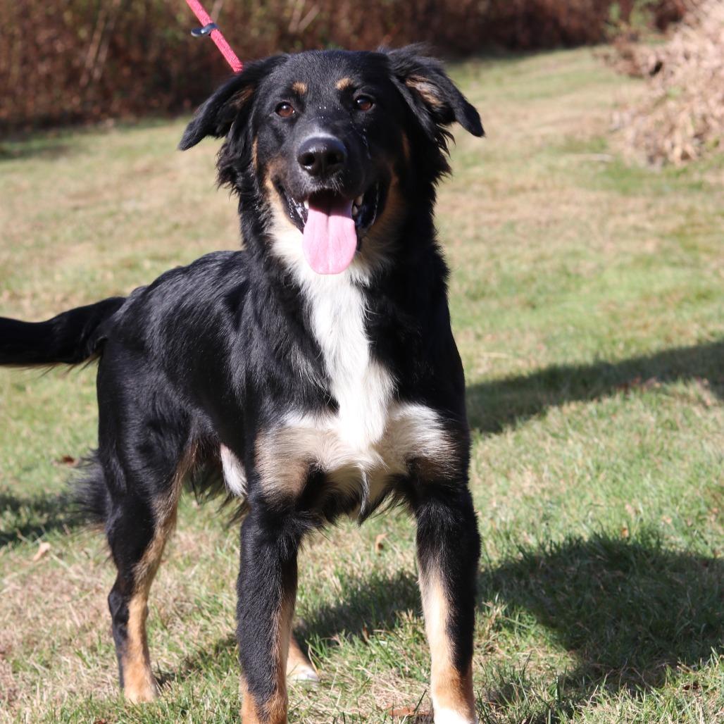 Enlarge CT Mookie, a Adoptable mixed breed in Eastford, CT image 2/6