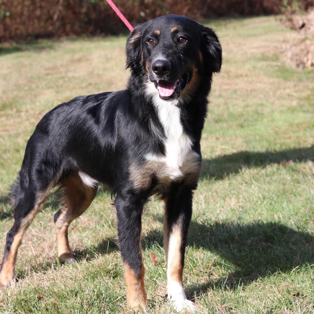 Enlarge CT Mookie, a Adoptable mixed breed in Eastford, CT image 6/6