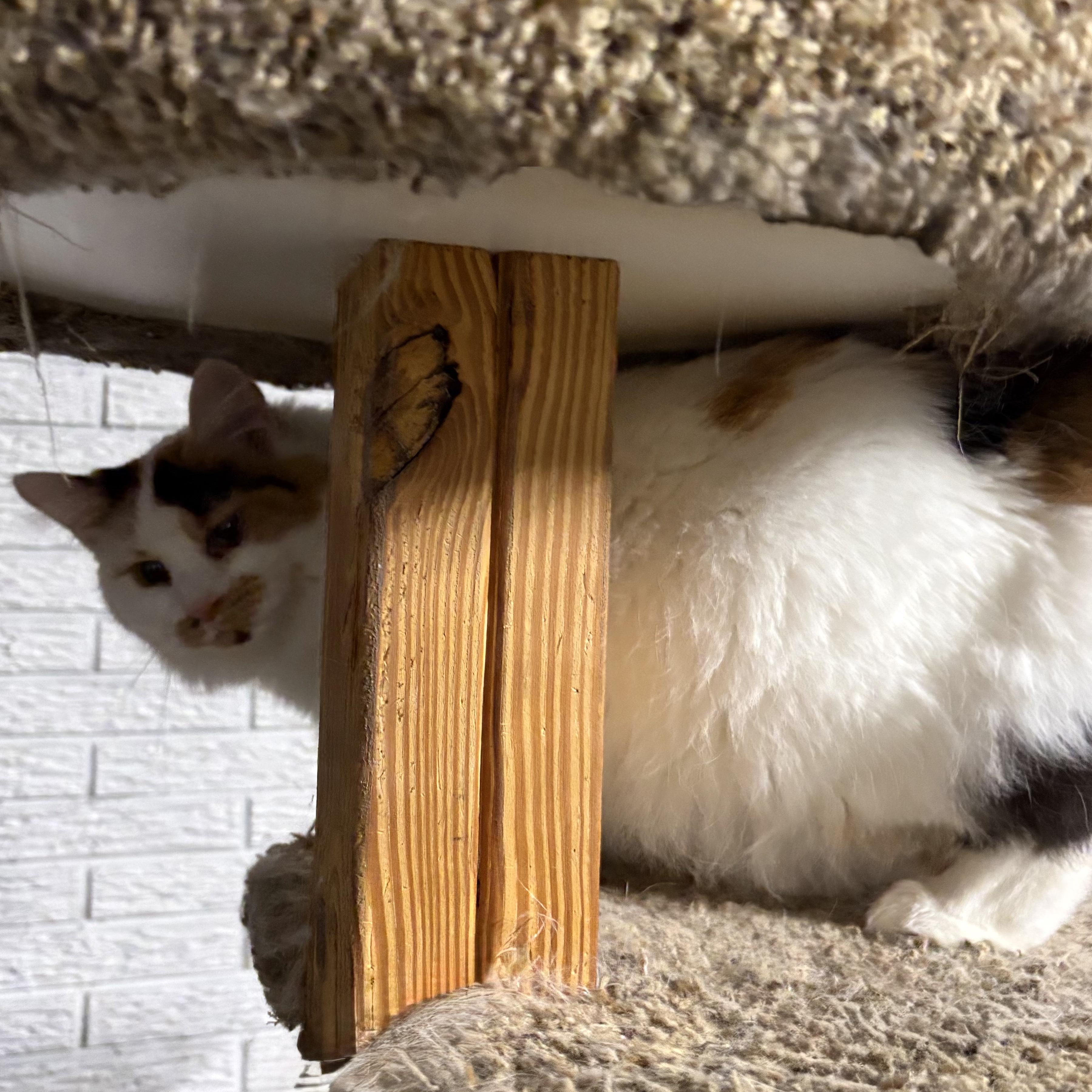 Enlarge Gianna, a ADOPTABLE Domestic Medium Hair in Stafford, VA image 2/4