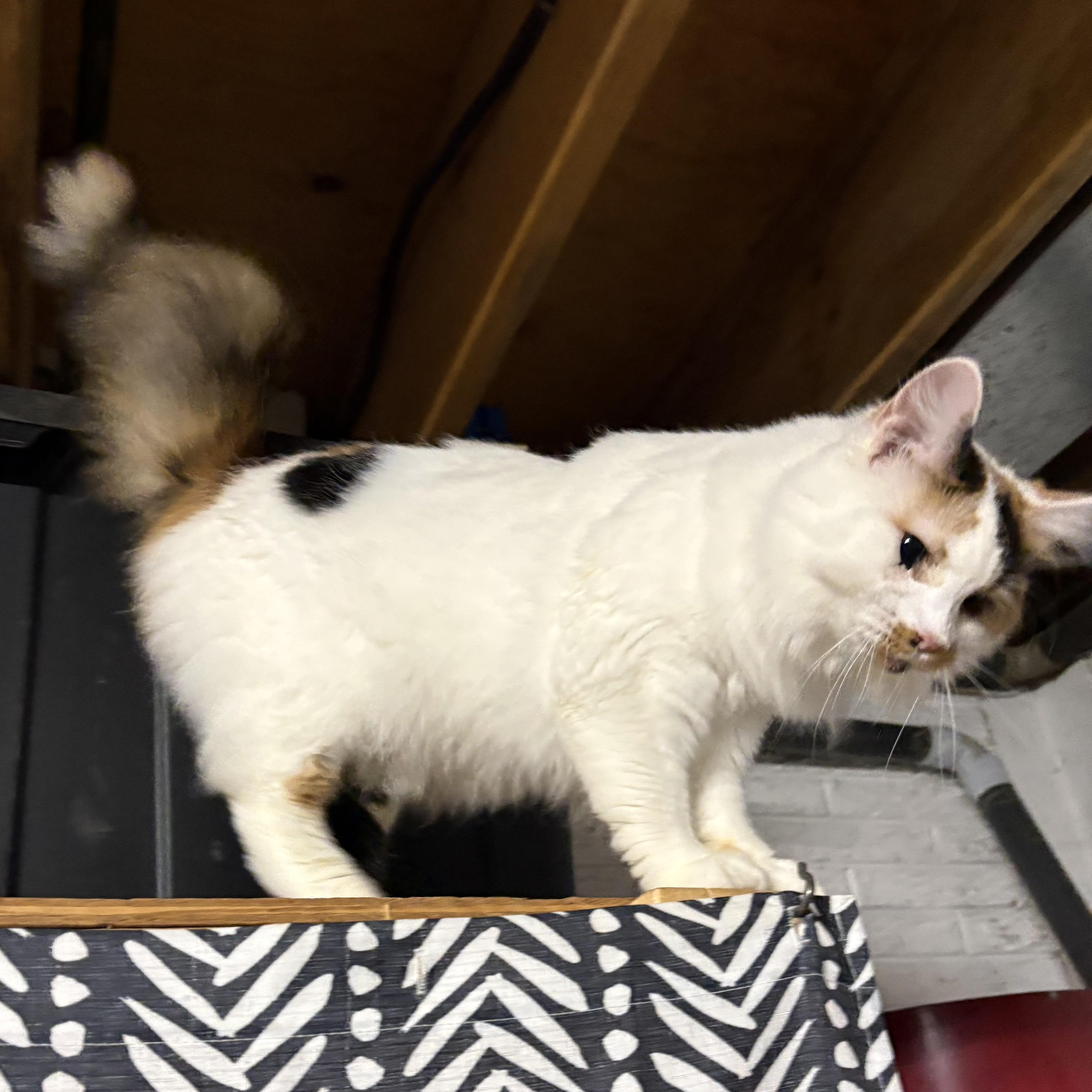 Enlarge Gianna, a ADOPTABLE Domestic Medium Hair in Stafford, VA image 3/4