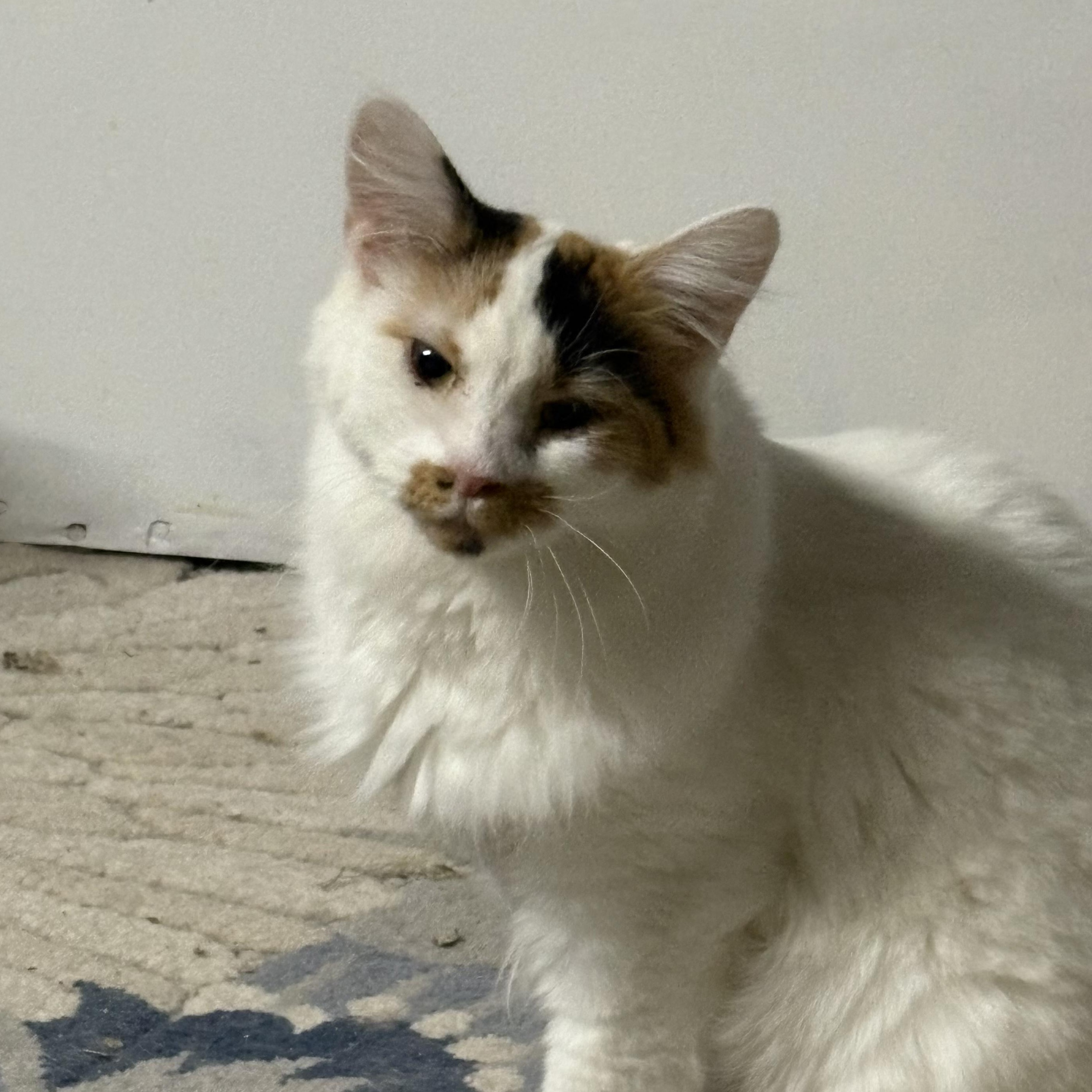 Gianna, ADOPTABLE, Adult Female Domestic Medium Hair.