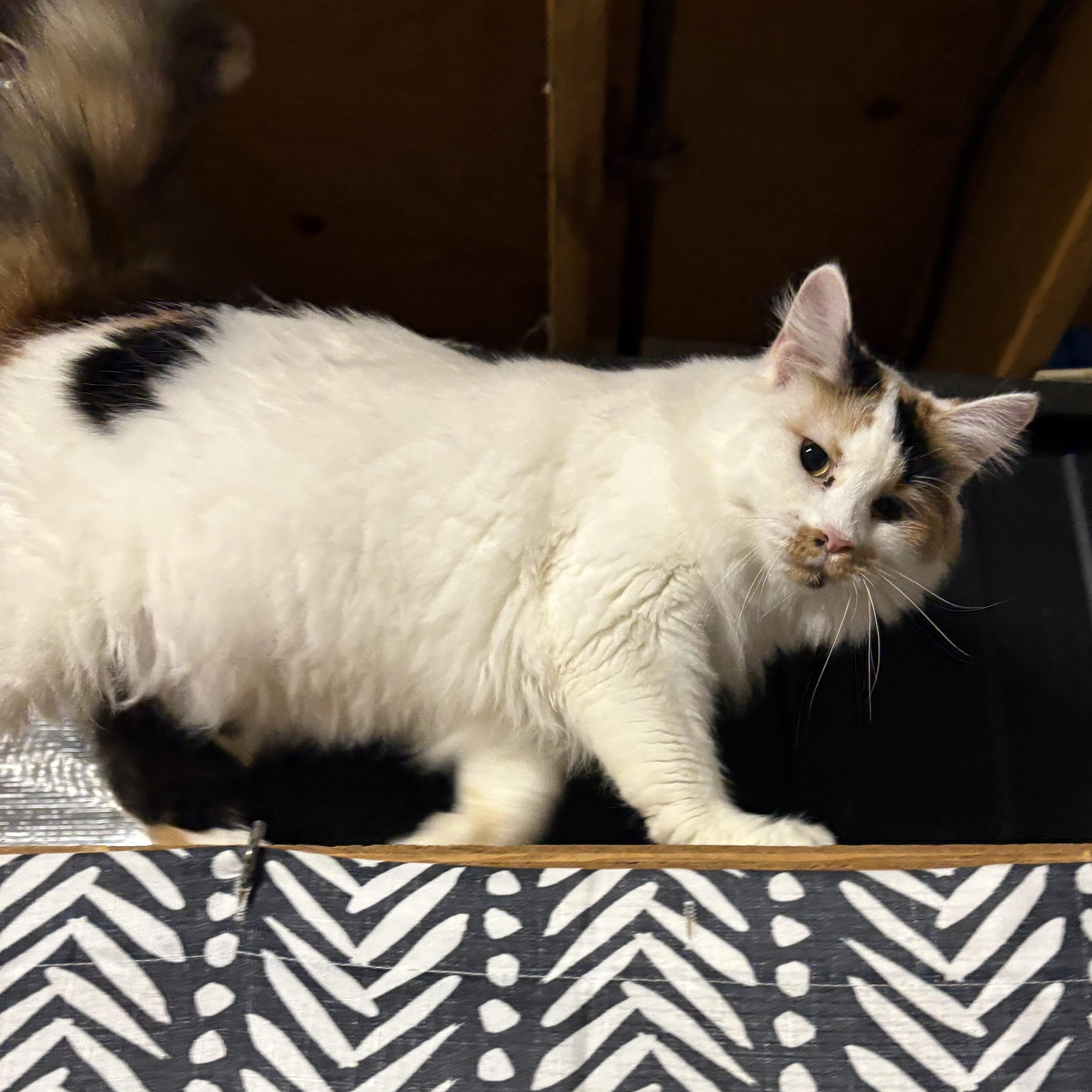 Enlarge Gianna, a ADOPTABLE Domestic Medium Hair in Stafford, VA image 4/4