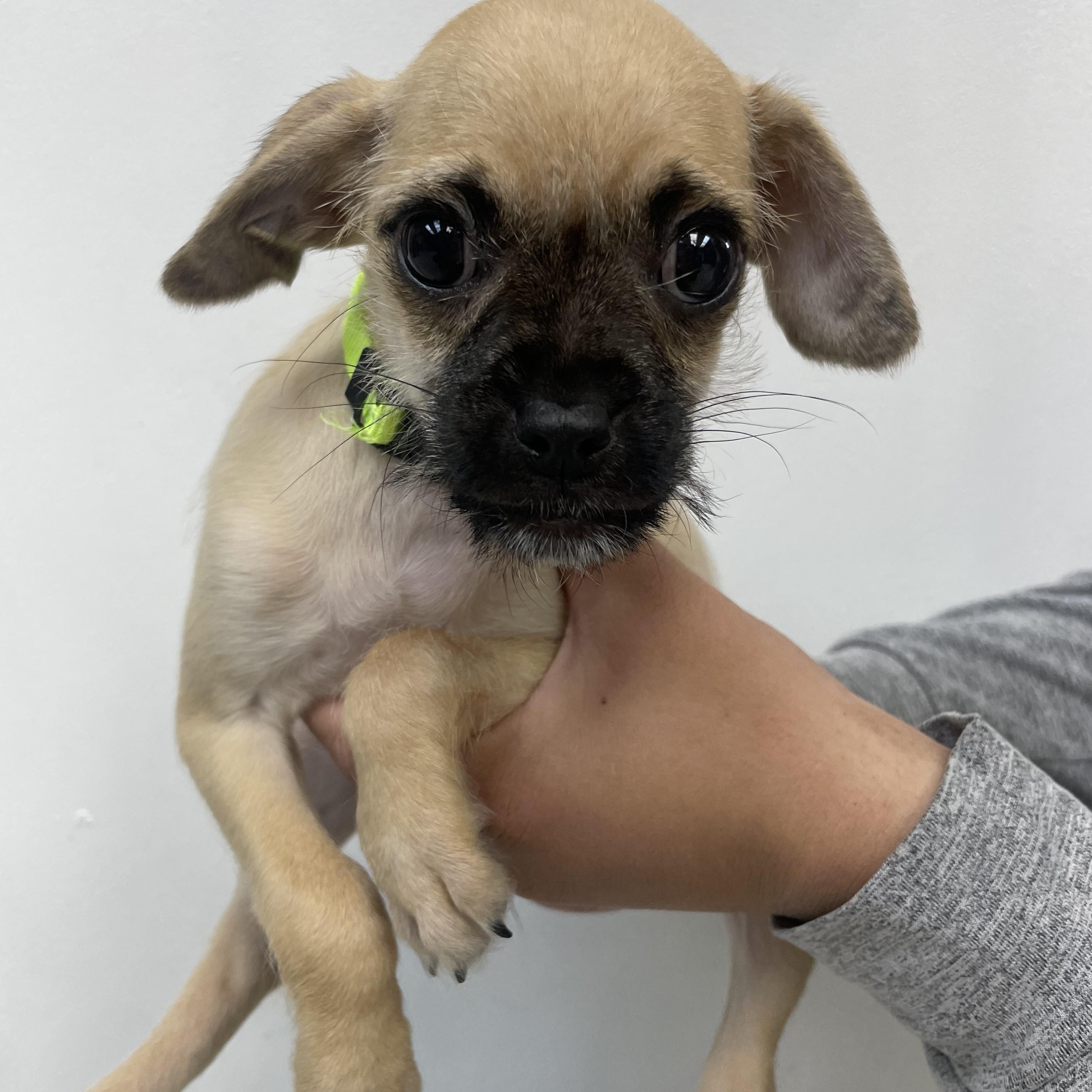 Enlarge Aria , a ADOPTABLE mixed breed in Henderson, NV image 1/1